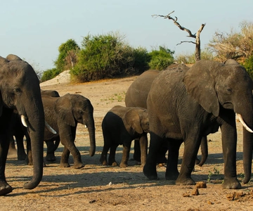 Kasane: Chobe National Park Full-Day Game Drive Safari