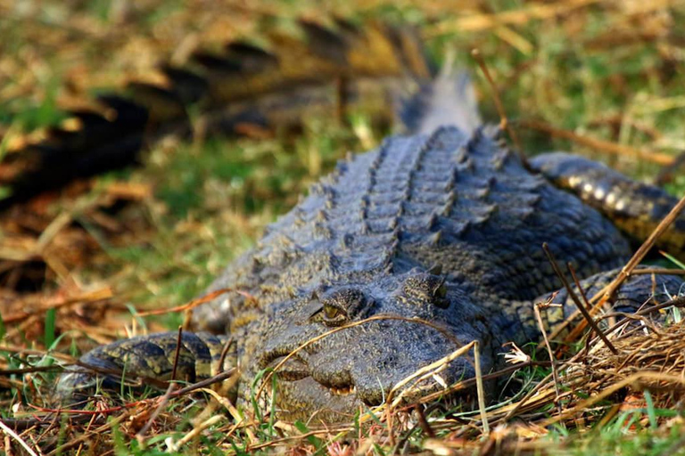 Kasane: safari de día completo en el parque nacional de Chobe
