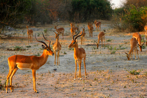 Kasane: safari de día completo en el parque nacional de Chobe
