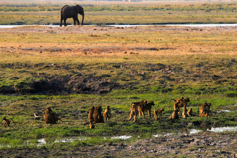 Kasane: safari de día completo en el parque nacional de Chobe