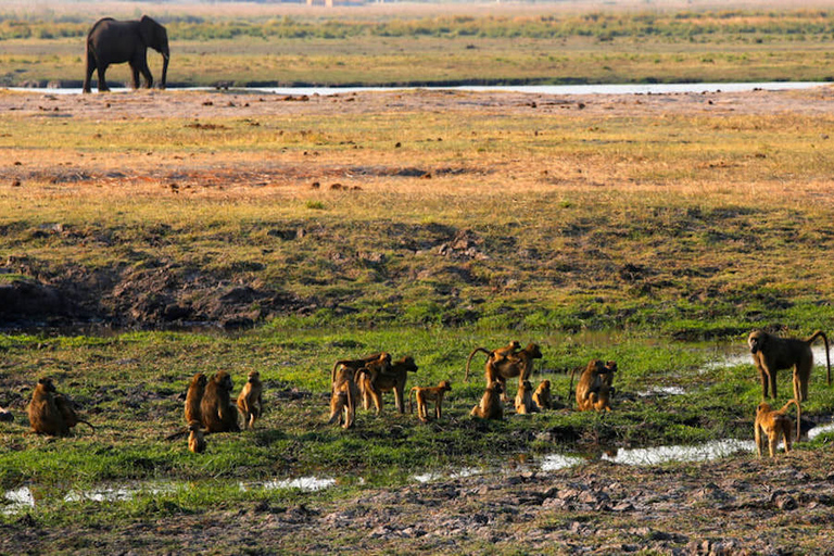 Kasane: safari de día completo en el parque nacional de Chobe