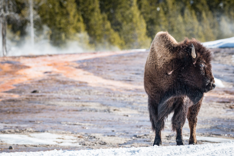 Jackson: Yellowstone Snowcoach Tour naar Old FaithfulJackson: Yellowstone sneeuwcoachtour naar Old Faithful