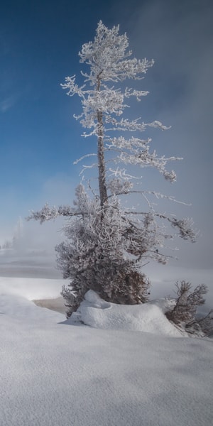 Jackson Yellowstone Snowcoach Tour To Old Faithful Getyourguide