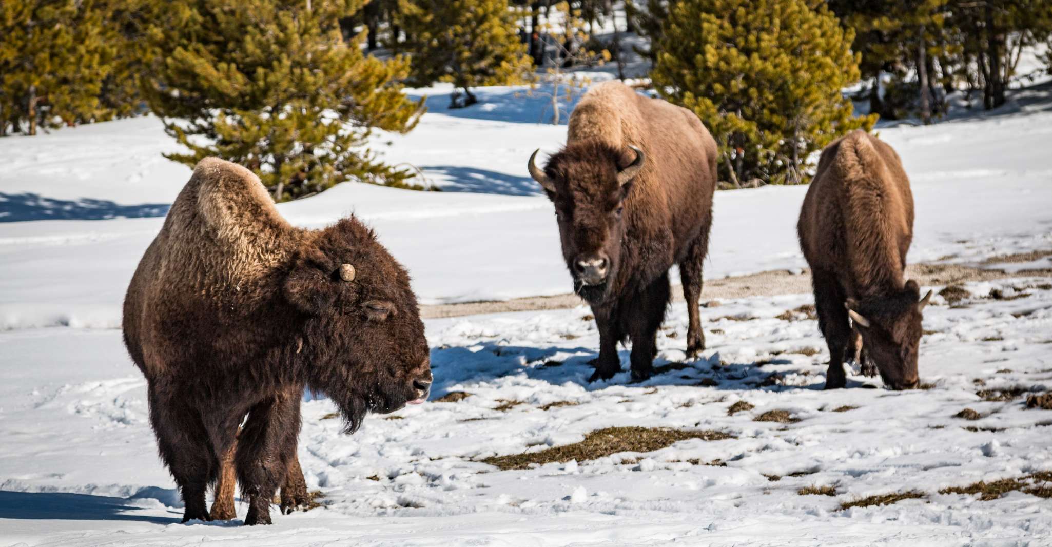 Jackson: Yellowstone Snowcoach Tour to Old Faithful photo 8