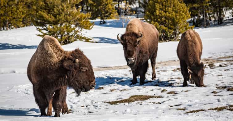 Jackson: Yellowstone Snowcoach Tour to Old Faithful photo 8