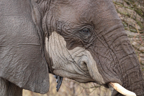 Windhoek: 3-Day Guided Safari in Etosha with Lodge