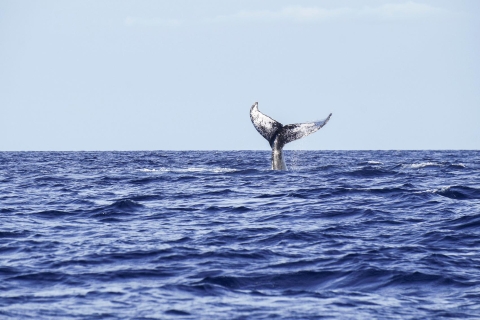 Depuis le port de Ma'alaea : croisière d'observation des baleinesDepuis le port de Ma'alaea : aventure de plongée avec tuba à Molokini