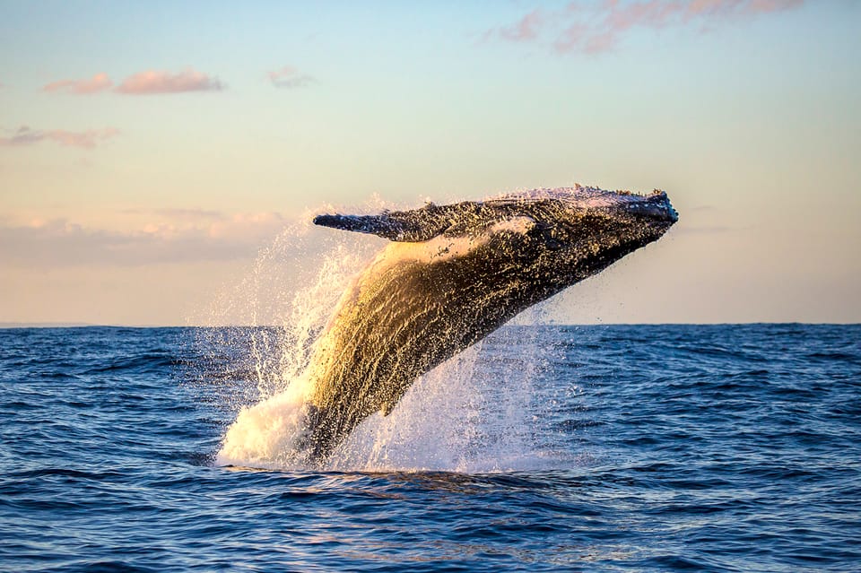 From Ma'alaea Harbor: Whale Watching Cruise 