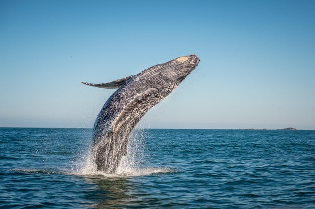 Desde Ma&#039;alaea: Excursión vespertina de avistamiento de ballenas a bordo del Malolo