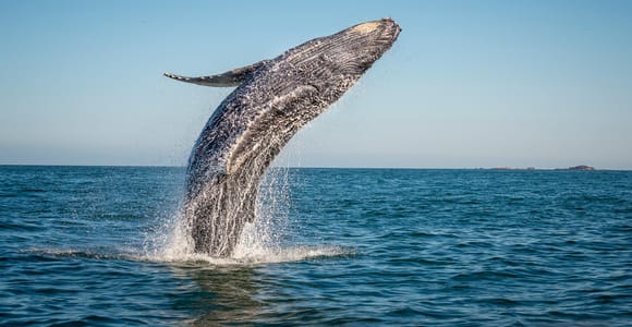 From Ma&#39;alaea: Afternoon Whale Watch Tour Aboard the Malolo
