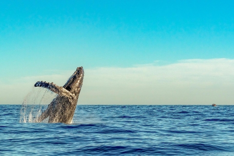 Maui: Whale Watch Kayaking and Snorkel Tour w Kihei