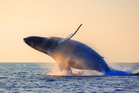 maui 2hour whale watching excursion from lahaina harbor