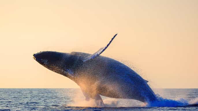 maui excursión de 2h de avistamiento de ballenas lahaina
