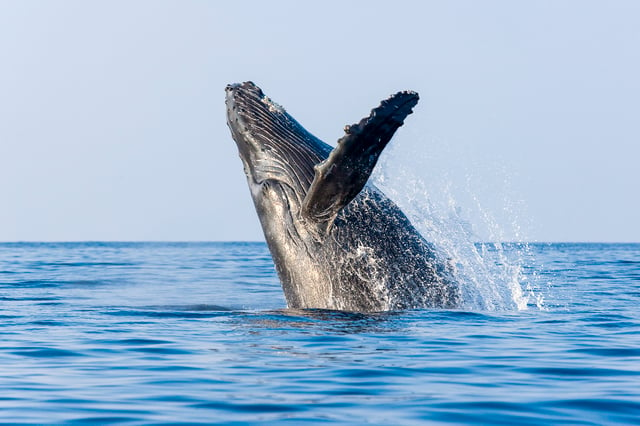 Kailua-Kona: Whale-Watching-Bootsfahrt auf der Big Island