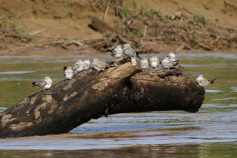 Ricerca di caimani e capibara sul fiume TambopataPuerto Maldonado: Crociera di 3 ore sul fiume Tambopata al tramonto