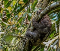 Puerto Maldonado, Sandoval Lake Trip toute la journée avec canoë - Housity