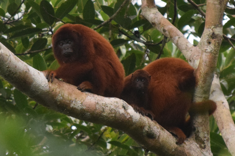 Puerto Maldonado: Sandoval Lake Full-Day Trip with Canoeing