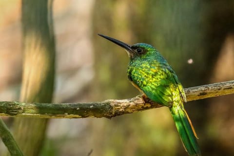 Puerto Maldonado: Sandoval Lake Full-Day Trip with Canoeing