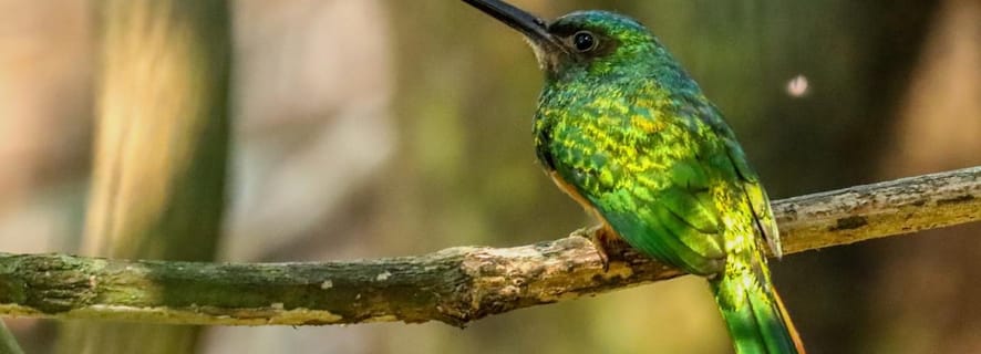 Puerto Maldonado: Sandoval Lake Full-Day Trip with Canoeing