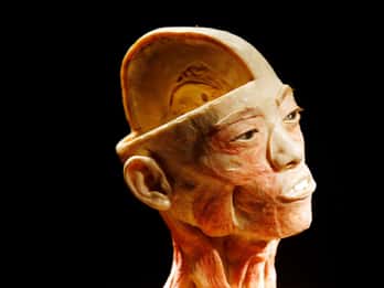 Las Vegas: Ticket zur Ausstellung "Bodies" Las Vegas: Ticket zur Ausstellung "Bodies"