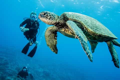 Maui: Beginner Discovery Scuba Dive Excursion from Lahaina