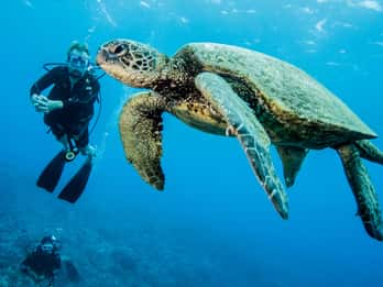 Maui: Tauchausflug für Anfänger ab Lahaina Maui: Tauchausflug für Anfänger ab Lahaina