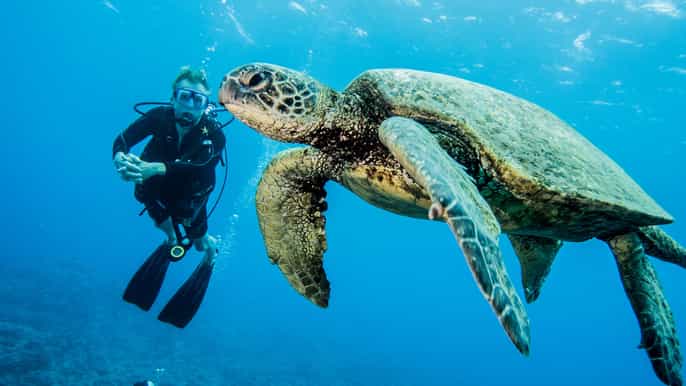 maui beginner discovery scuba dive excursion from lahaina