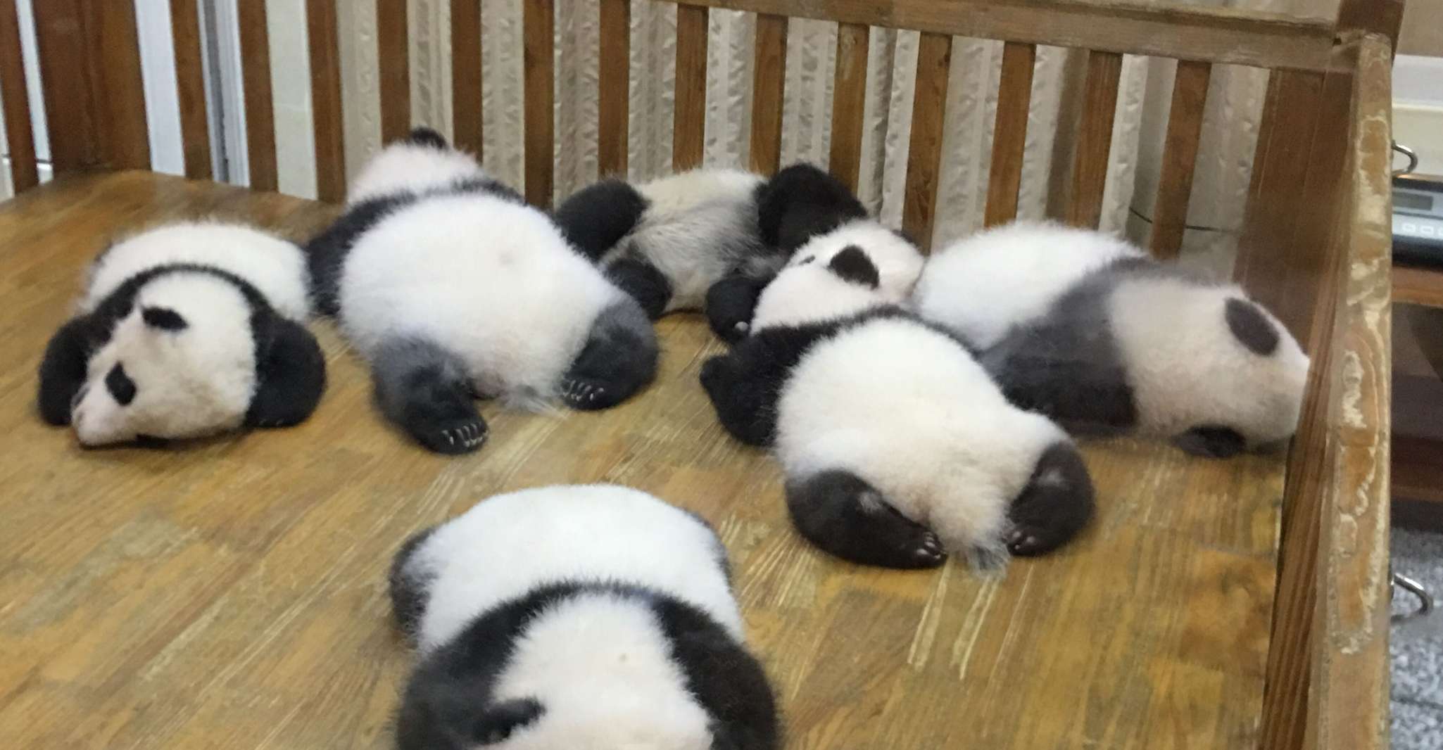 Chengdu, Panda Tour at Panda Breeding Base - Housity