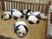 Chengdu, Panda Tour en Panda Breeding Base - Housity