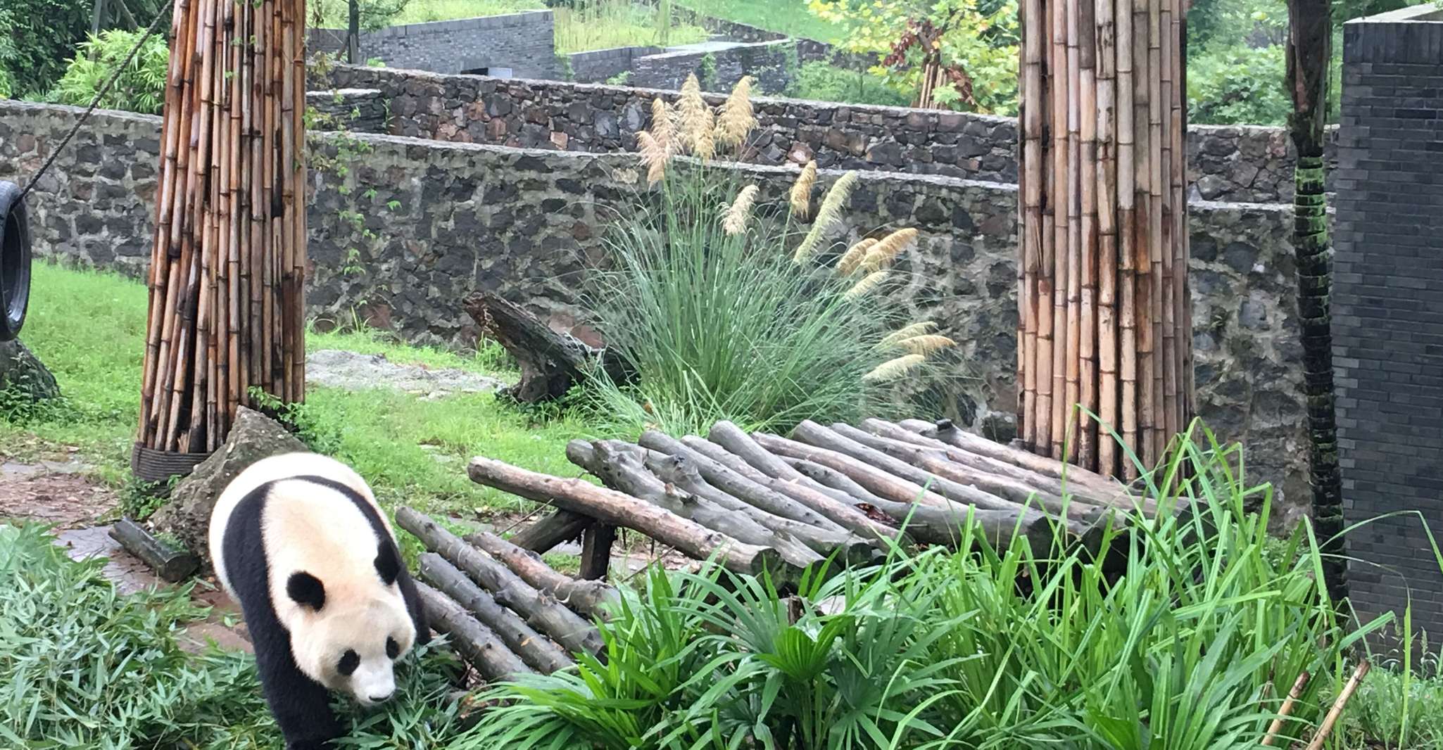 Chengdu, Panda Tour at Panda Breeding Base - Housity