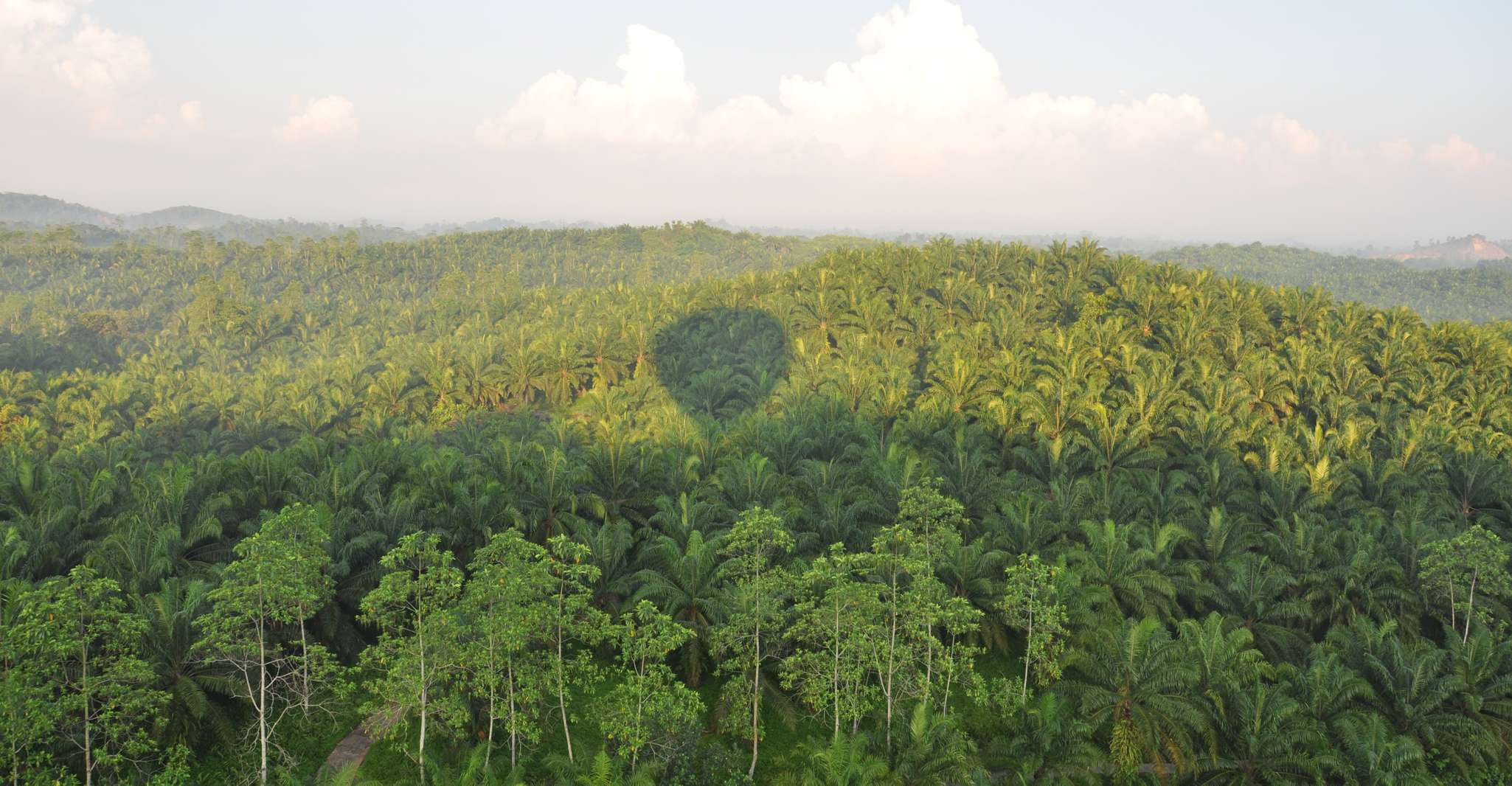 Dambulla, Sunrise Hot Air Balloon Tour - Housity