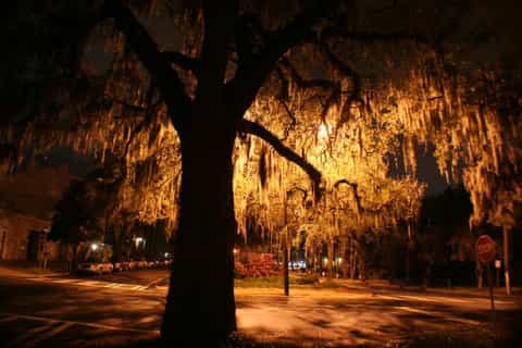 Savannah: 2-Hour Paranormal Mystery Tour