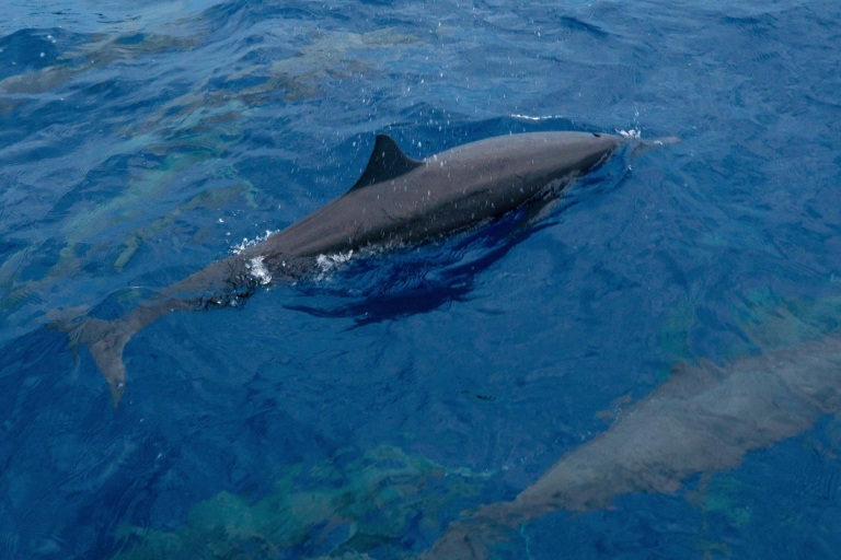 Puerto Escondido: Obserwacja delfinów i wielorybów