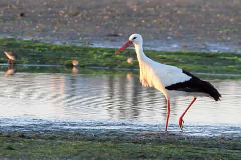 ria formosa natural park and olhão private halfday tour