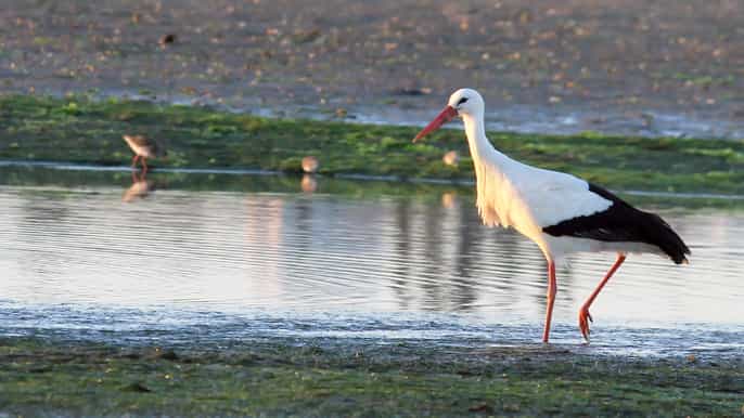 excursão particular ao parque natural da ria formosa e olhão