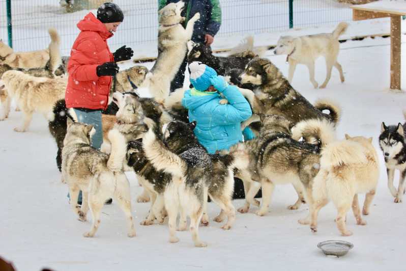 From Moscow Dog Sledding Tour With Husky Farm Visit Getyourguide
