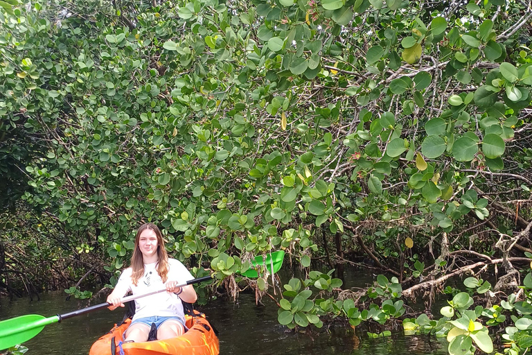 UZI ISLAND MANGROVE CONSAVATION WITH KAYAK TOUR PRIVATE TOUR WITH TRANSFER INCLUDED