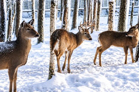 Rovaniemi: Ranua Wildlife Park, Polar Bears & Arctic Animals ⭐ Ranua Highlights | 4h | Polar Bears | Most Popular