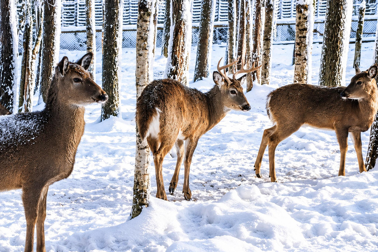 Rovaniemi: Ranua Wildlife Park, Polar Bears & Arctic Animals ⭐ Ranua Highlights | 4h | Polar Bears | Most Popular