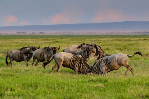 De Nairóbi: Viagem de um dia ao Parque Nacional Amboseli