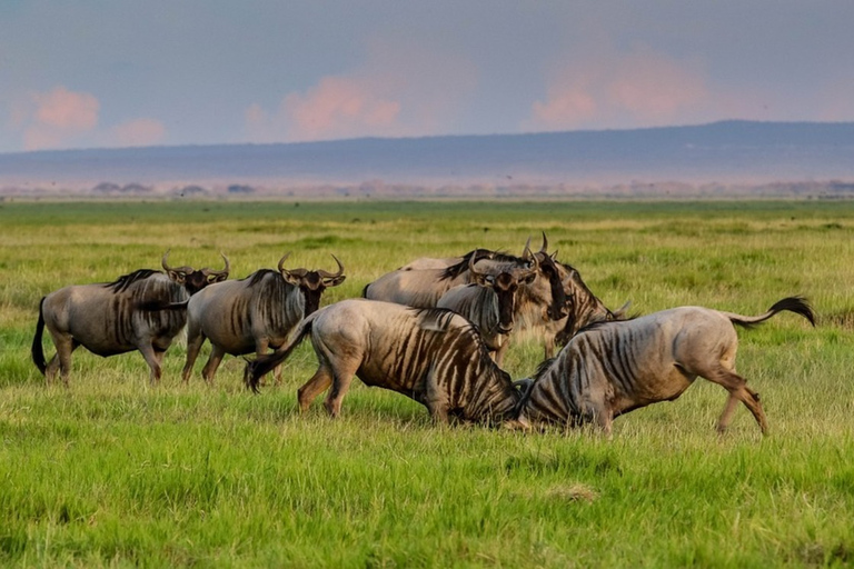 Desde Nairobi: Excursión de un día al Parque Nacional Amboseli.