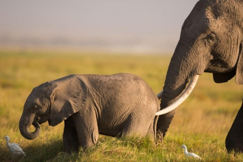 Desde Nairobi: Excursión de un día al Parque Nacional Amboseli.