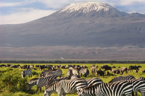 Från Nairobi: Amboseli National Park: Dagstur från Nairobi till AmboseliFrån Nairobi: Dagsutflykt till nationalparken Amboseli