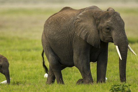 De Nairobi: excursion d'une journée au parc national Amboseli