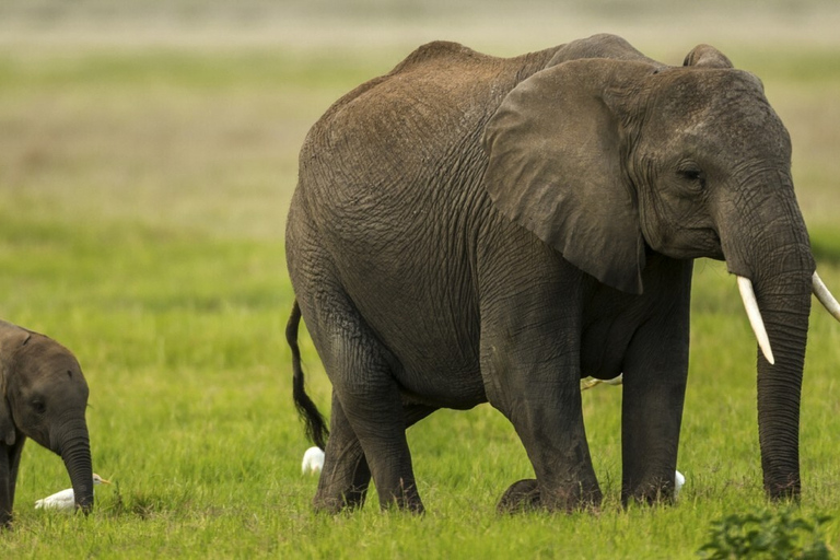 De Nairóbi: Viagem de um dia ao Parque Nacional Amboseli