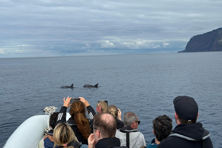 Funchal : Garantie d&#039;observation des dauphins sauvages et des baleines en bateau pneumatiqueExclusif : Voyage privé