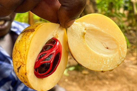 Zanzibar: Rundtur till stenstaden, kryddgården och fängelseön