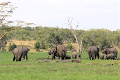 From Nairobi: Ol Pejeta Conservancy Day Trip with Game Drive