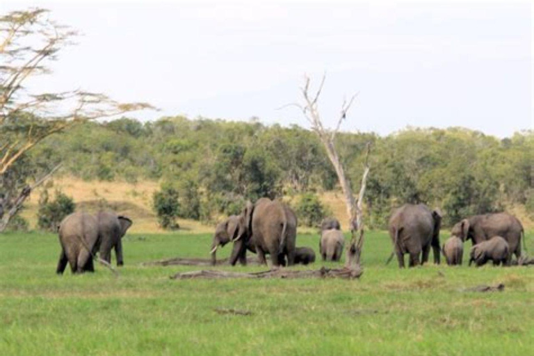 From Nairobi: Ol Pejeta Conservancy Day Trip with Game Drive
