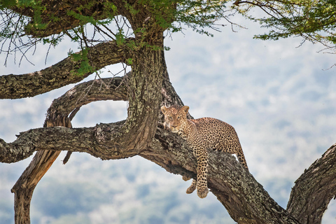 Safari de 5 dias em grupo Tarangire, Serengeti, Ngorongoro, Manyara